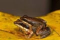 Tuyệt chiêu tán tỉnh mùa giao phối của ếch