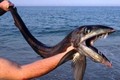 Cá lưỡi trích với răng nanh đáng sợ dạt vào bờ
