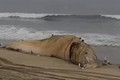 Xác cá voi khổng lồ trên bờ biển California