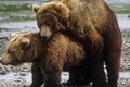 Chiến thuật lăng nhăng để bảo vệ con của gấu Bắc Âu
