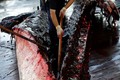 Tàn nhẫn cảnh mổ xẻ cá voi be bét máu