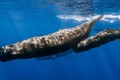 Phân, nước tiểu cá voi chống hiện tượng nóng lên toàn cầu