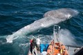 Những vụ tử nạn do va chạm của cá voi khổng lồ 