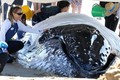 Tận mục quá trình giải cứu cá voi lưng gù