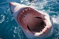 Cá mập thích ăn thịt đàn ông hơn đàn bà