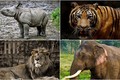 Top động vật hoang dã đáng gờm của Ấn Độ