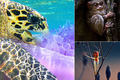 Rùa ăn thịt sứa - ảnh thiên nhiên ấn tượng nhất