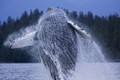 Ảnh cực hiếm: Cá voi 40 tấn khiêu vũ trên mặt biển
