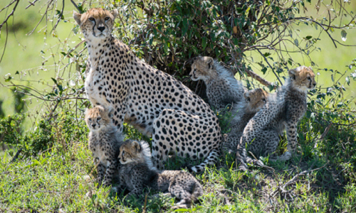 Bộ ảnh tuyệt vời về tổ ấm của... báo cheetah