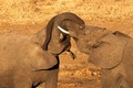 Tận mục nghi thức giao tiếp độc đáo của loài voi