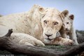 Ảnh cực hiếm: Sư tử trắng mới sinh trong hoang dã