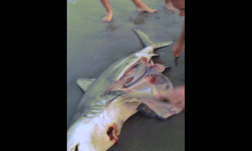 Xót xa cảnh mổ đẻ khẩn cấp cho cá mập chết