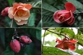 Ngắm những loài hoa đặc biệt, mới phát hiện ở Việt Nam