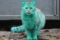Lời giải bất ngờ về chú mèo màu xanh kỳ quái