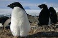 Vì sao chim cánh cụt sống được ở nơi băng giá?