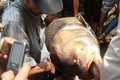 Top “thủy quái” khủng sa lưới ngư dân Việt Nam