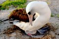 “Cụ” chim hoang dã đẻ trứng thứ 36 ở tuổi 63   