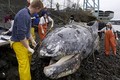 Cá voi xám dài gần 10m chết thối ngoài bến phà Mỹ