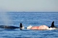 Xem cá voi sát thủ săn mồi khốc liệt ngoài đại dương