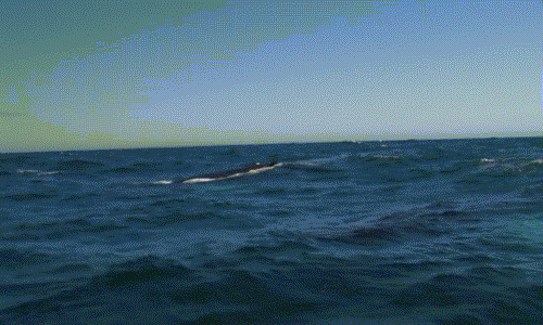 Xem cá voi phun nước tạo cầu vồng tuyệt đẹp