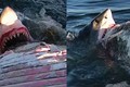 Kinh dị ngồi xác cá voi chụp ảnh hàm cá mập