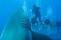 Kinh hoàng xem cá mập trắng khổng lồ vờn thợ lặn