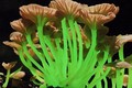 Kinh ngạc những loại nấm kỳ lạ nhất thế giới