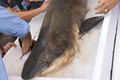 Cận cảnh cá mập nặng hơn 100kg ở Hà Nội