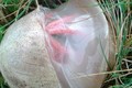 Xôn xao phát hiện “trứng” của người ngoài hành tinh ở Anh