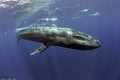 Chân dung loài cá voi lớn nhất hành tinh ngay trước mắt