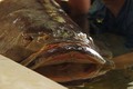 Cá mú nghệ siêu khủng, dài 1m6 "bơi lượn" ở Sài Gòn