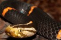 Những loài rắn độc VN, “dân số” đông đảo ở Fansipan