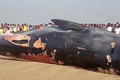 Xác cá voi khổng lồ dạt vào bờ, nguy cơ phát nổ