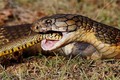 Kỳ bí vương quốc nơi rắn hổ mang chúa nặng tới 30kg