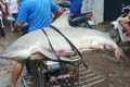Xôn xao bắt được cá mập ở biển Quảng Ninh