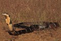 Làm gì khi gặp phải rắn độc như hổ mang chúa 20kg?