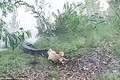 Chó đánh đuổi cá sấu dài 4m chạy trối chết