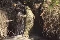 Ngộ nghĩnh cảnh cá sấu béo loay hoay vượt thác nước