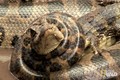 Hãi hùng trăn anaconda khổng lồ ăn thịt cá sấu trên sông 