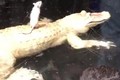 Cá sấu khốn đốn chỉ vì... 1 con chuột bạch