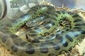 Top 10 loài rắn lớn nhất thế giới