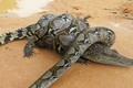 Cá sấu vật lộn trong cú siết đáng gờm của trăn khổng lồ