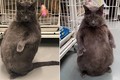 "Vua mèo" béo hơn 11kg ngồi bằng hai chân gây sốt