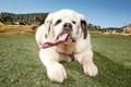Kỷ lục Guinness động vật kỳ quặc: Khi chó, mèo... góp mặt