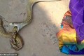 Cảnh hiếm: Rắn hổ mang khổng lồ nôn ra rắn nhỏ