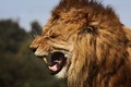 Top loài sư tử ăn thịt người nổi tiếng thế giới