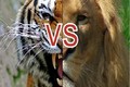 Giải mã kịch bản cuộc chiến giữa sư tử và hổ