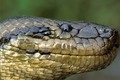 Huyền thoại và sự thật về trăn Anaconda khổng lồ