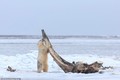 Gấu Bắc Cực chật vật đục khoét xương cá voi khủng