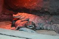 Cặp cá sấu sống chung 50 năm không sinh sản, lý do "của quý"...
